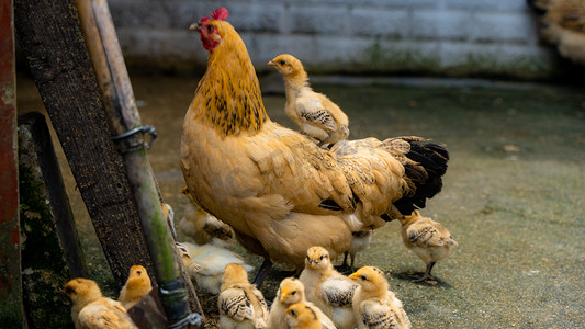 母亲带小鸡白天鸡群农户家玩耍摄影图配图