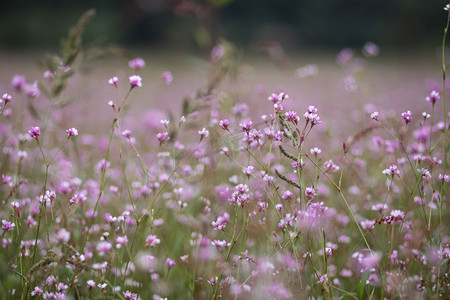 粉色花朵小花朵摄影照片_刺蓼花海下午花朵田里无摄影图配图