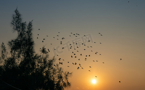 小鸟剪影摄影照片_树边的一群鸟日落鸟树林飞摄影图配图