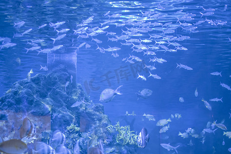 水族馆里的鱼下午鱼水族馆游摄影图配图