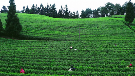 航拍春天茶园种植基地人工采茶农业经济发展