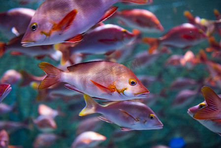 水族馆热带鱼晚上热带鱼群水族馆摄影摄影图配图