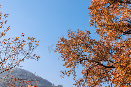 红枫树叶下午大树山里无摄影图配图