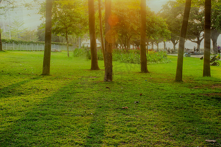 森林树林公园光线光影摄影图配图