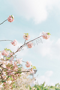 春景摄影照片_植物花朵春天樱花晚樱日光盛开摄影图配图