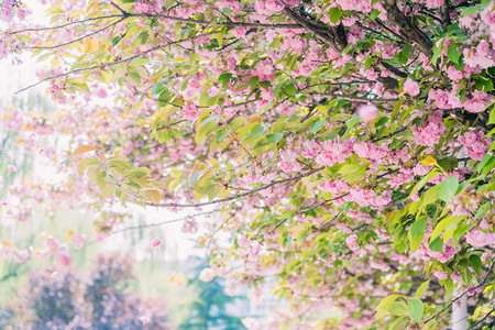 春季上午樱花树樱花雨户外飘落摄影图配图