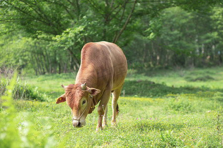 牛摄影照片_吃草的小黄牛下午牛草地无摄影图配图