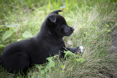 草地上的黑狗下午狗草地无摄影图配图