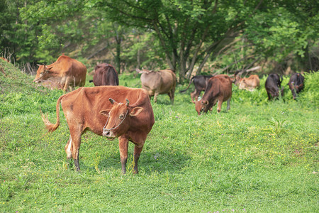 牛摄影照片_草地里的一群牛下午牛草地无摄影图配图