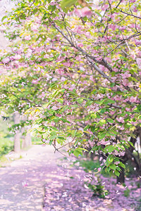 樱花白天樱花树花雨户外飘落摄影图配图