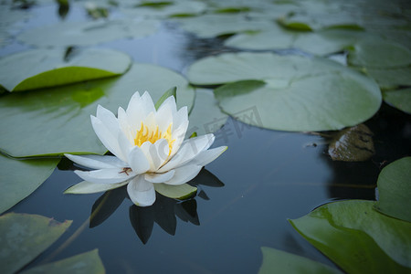 渐起的湖水面摄影照片_池塘里的荷花下午荷花池塘无摄影图配图