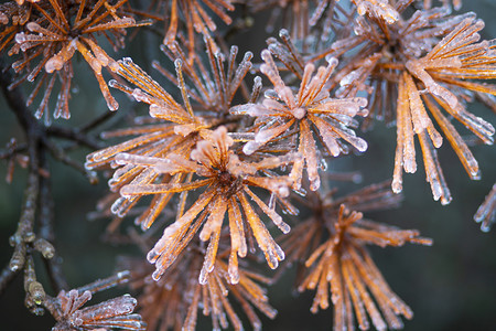 冬至植物摄影照片_冰冻松树早上松树叶树林无摄影图配图