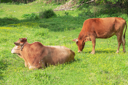 草地上的两只牛下午牛草地无摄影图配图