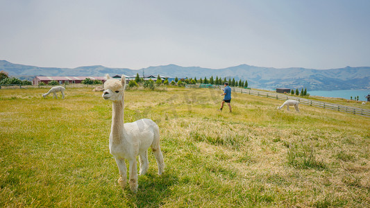 羊驼壁纸下午羊驼户外风景与动物摄影图配图