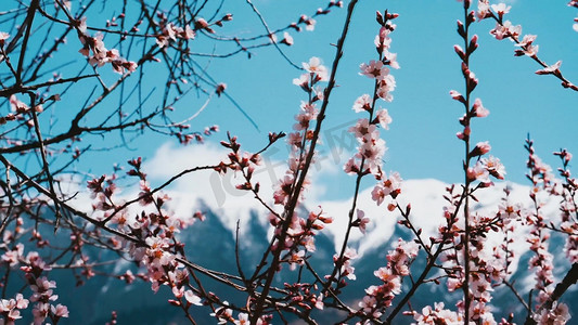 西藏旅行摄影照片_ 实拍西藏川西著名5A景区索松村桃花