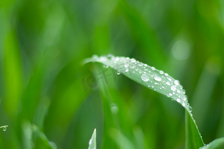 春季早上麦苗水滴户外下雨摄影图配图