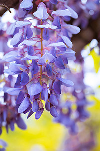 花卉植物白天紫藤花户外公园静物摄影图配图