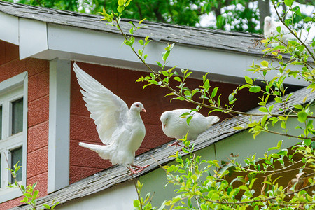 公鸽子叼母鸽子摄影照片_动物白天鸽子屋顶上停留摄影图配图