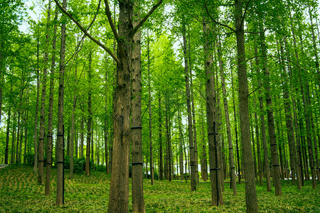 花草树木平面摄影照片_风景白天树木树林生长摄影图配图森林