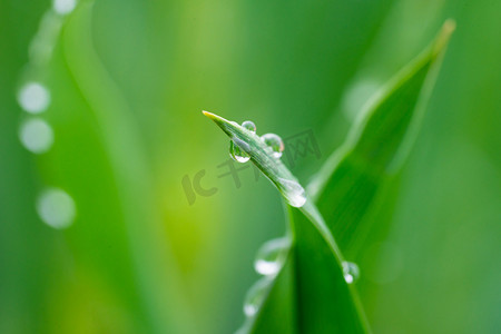 麦苗早上水滴雨滴户外绿植装饰摄影图配图