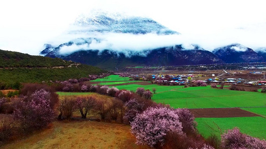 林芝桃花节摄影照片_西藏林芝桃花节美景