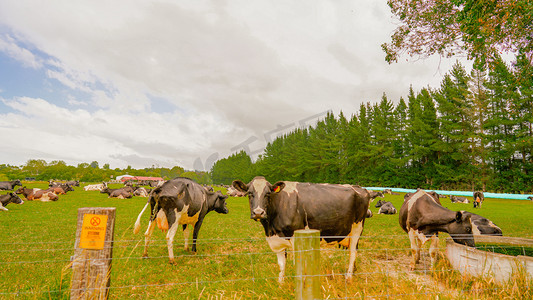 新西兰放牛夏季牛户外放牛摄影图配图