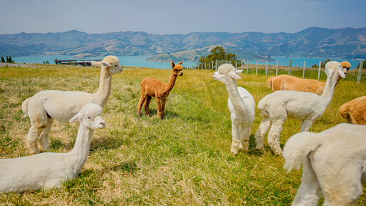 国外摄影图摄影照片_新西兰羊驼夕阳羊驼户外羊驼摄影图配图