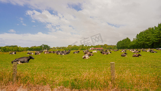 新西兰放牛夏季下雨后牛户外牛摄影图配图
