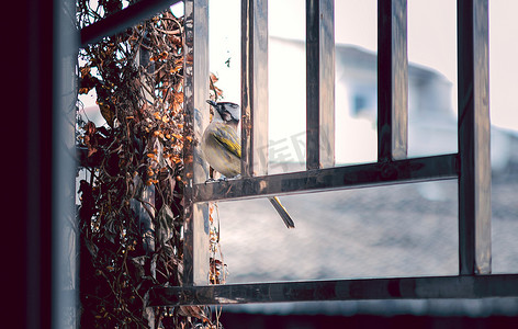 小鸟摄影照片_窗户上的小鸟下午鸟室内无摄影图配图