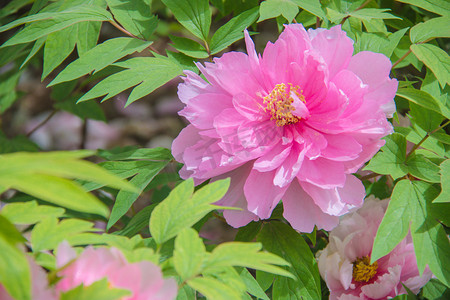 粉色水彩水墨摄影照片_洛阳牡丹四月粉色牡丹花花园牡丹盛开摄影图配图