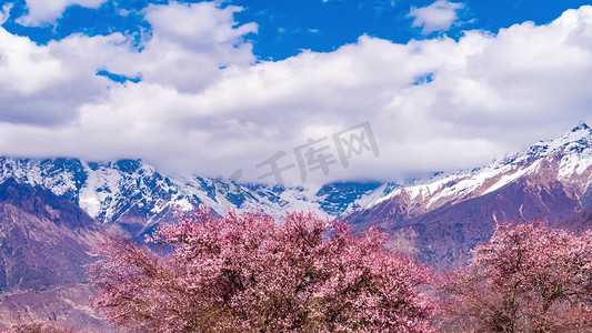 林芝桃花节摄影照片_西藏旅游风景林芝索松村桃花南迦巴瓦峰雪山云朵天空