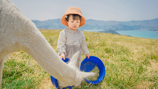 喂羊驼的女孩正午小女孩高山湖泊喂羊驼摄影图配图