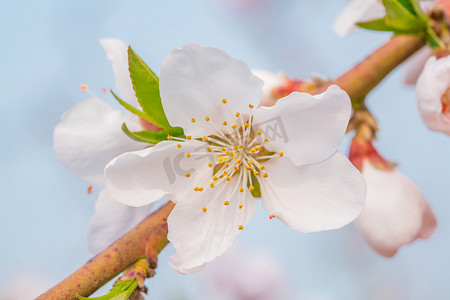 自然风景春季桃花蓝天绽放摄影图配图