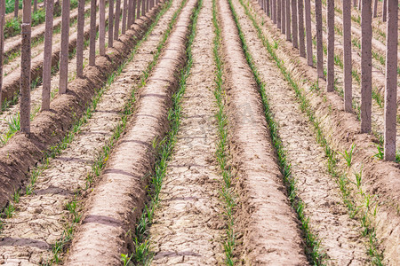 秧苗摄影照片_农业夏季秧苗大棚种植摄影图配图