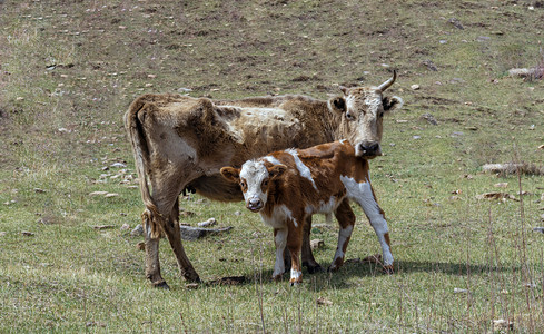 大牛与小牛下午牛春季素材摄影图配图