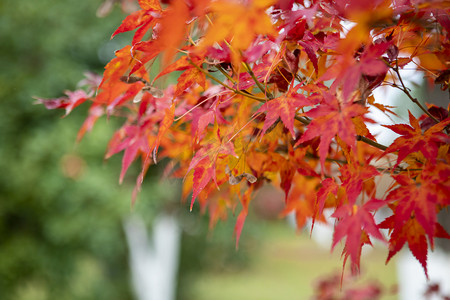 秋天公园里的红枫树下午红枫公园无摄影图配图