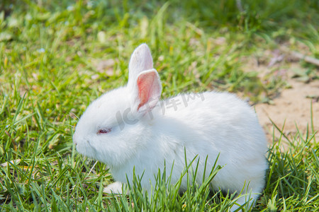 可爱萌宠兔子摄影照片_宠物白天小白兔室外抓拍摄影图配图