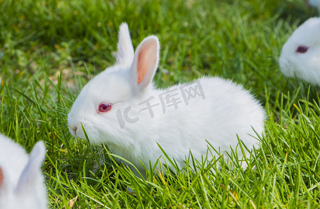 可爱动物白天小白兔室外抓拍摄影图配图