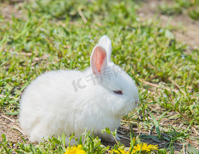 宠物兔子摄影照片_家养动物白天兔子室外抓拍摄影图配图