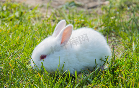 可爱萌宠兔子摄影照片_动物白天小白兔室外抓拍摄影图配图