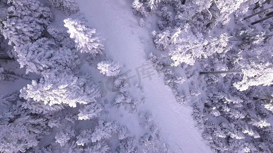 冬至摄影照片_大雪覆盖的松树林场