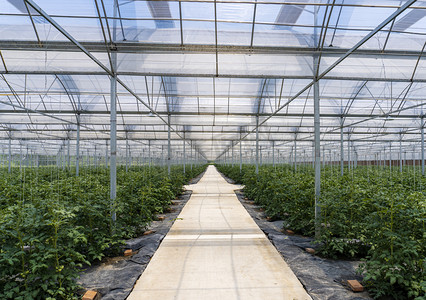 农业种植温室大棚蔬菜摄影图配图
