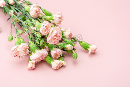 母亲节康乃馨摄影照片_植物白天康乃馨粉红色背景摆放摄影图配图