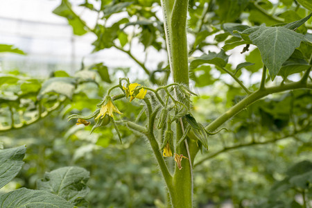 农业蔬菜种植西红柿开花摄影图配图