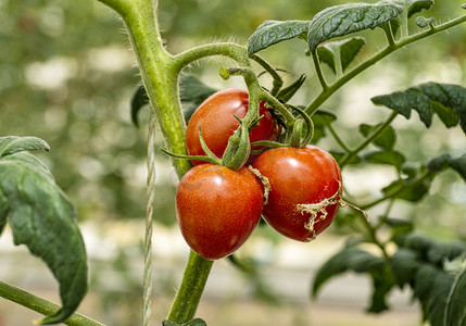 农业种植蔬菜成熟西红柿摄影图配图
