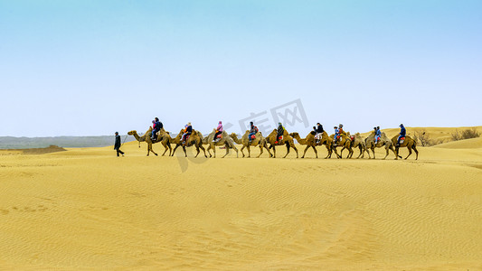 蓝天沙漠驼队上午驼队春季素材摄影图配图