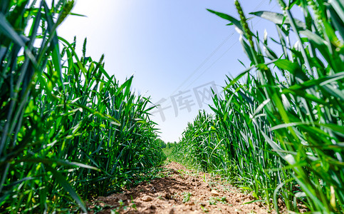 夏天风光光照下麦田户外风中的小麦摄影图配图