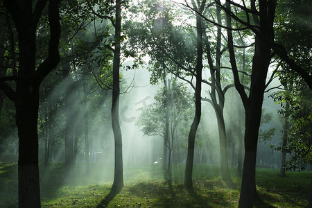 西双版纳森林公园摄影照片_树林里的阳光摄影图配图森林