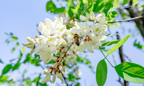 小满弥散风摄影照片_夏天风景阳光下蜜蜂采蜜户外槐花盛开摄影图配图