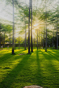 树林光影摄影照片_园林树木光影光线阳光摄影图配图